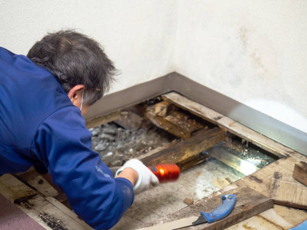 Best Certified Mold Removal  in Jackson, TN