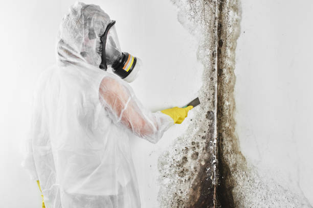 Best Residential Mold Removal  in Jackson, TN