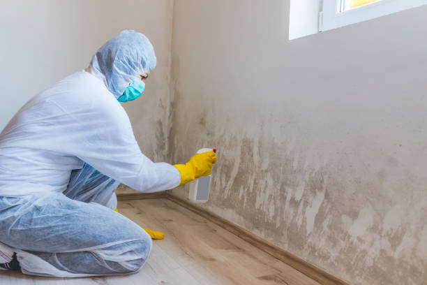 Attic Mold Removal in Jackson, TN