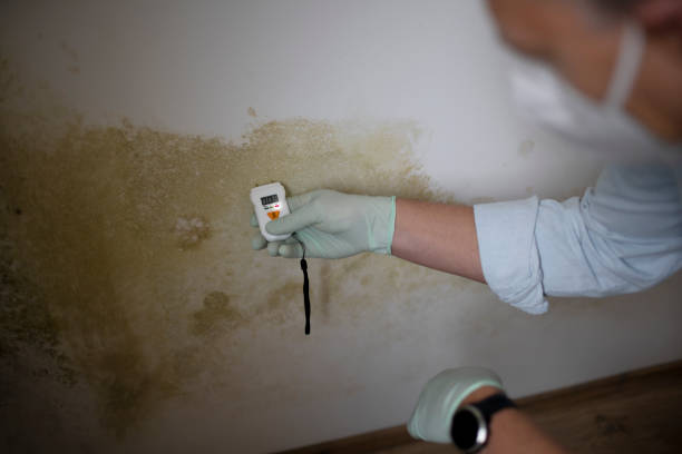 Best Local Mold Removal Service  in Jackson, TN