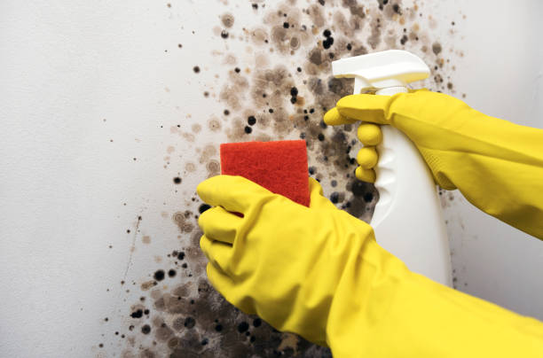 Best Certified Mold Removal  in Jackson, TN