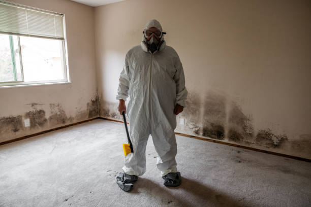 Best Black Mold Removal  in Jackson, TN