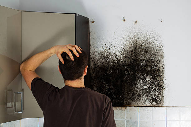 Best Home Mold Removal  in Jackson, TN