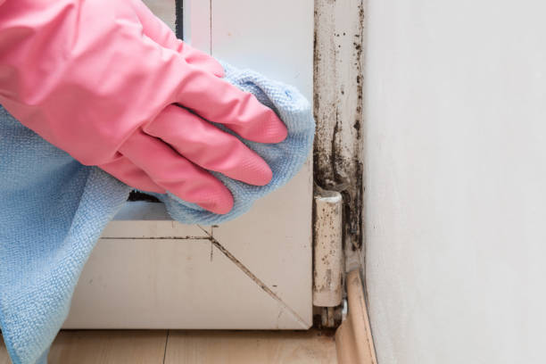 Certified Mold Removal in Jackson, TN